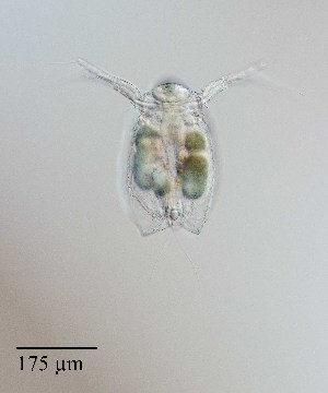  (Ceriodaphnia cornuta - PanCan-0072)  @11 [ ] by-nc-sa (2025) Smithsonian Tropical Research Institute Smithsonian Tropical Research Institute