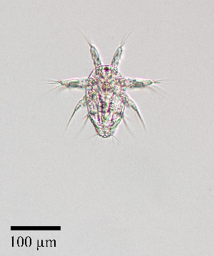  ( - PanCan-0082)  @11 [ ] by-nc-sa (2025) Smithsonian Tropical Research Institute Smithsonian Tropical Research Institute