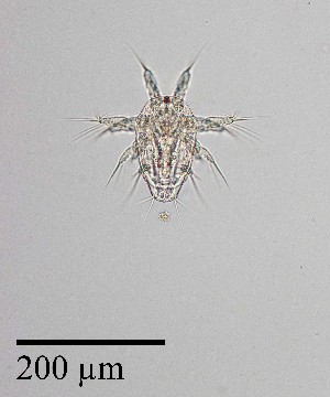  ( - PanCan-0082)  @11 [ ] by-nc-sa (2025) Smithsonian Tropical Research Institute Smithsonian Tropical Research Institute