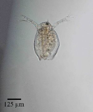  (Ceriodaphnia cornuta - PanCan-0093)  @11 [ ] by-nc-sa (2025) Smithsonian Tropical Research Institute Smithsonian Tropical Research Institute