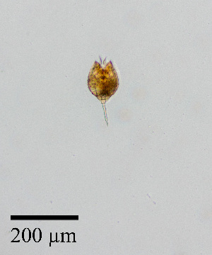  ( - PanCan-0134)  @11 [ ] by-nc-sa (2025) Smithsonian Tropical Research Institute Smithsonian Tropical Research Institute