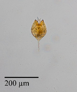  ( - PanCan-0134)  @11 [ ] by-nc-sa (2025) Smithsonian Tropical Research Institute Smithsonian Tropical Research Institute