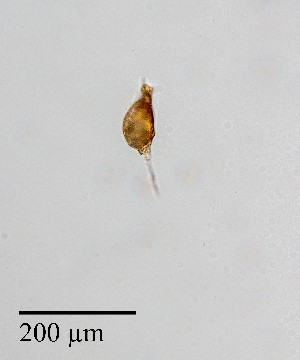  ( - PanCan-0134)  @11 [ ] by-nc-sa (2025) Smithsonian Tropical Research Institute Smithsonian Tropical Research Institute