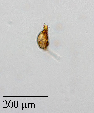  ( - PanCan-0134)  @11 [ ] by-nc-sa (2025) Smithsonian Tropical Research Institute Smithsonian Tropical Research Institute