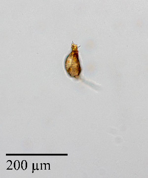  ( - PanCan-0134)  @11 [ ] by-nc-sa (2025) Smithsonian Tropical Research Institute Smithsonian Tropical Research Institute