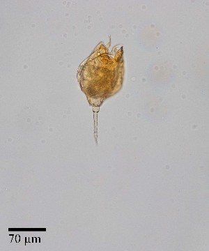  ( - PanCan-0134)  @11 [ ] by-nc-sa (2025) Smithsonian Tropical Research Institute Smithsonian Tropical Research Institute