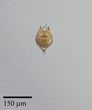 ( - PanCan-0179)  @11 [ ] by-nc-sa (2025) Smithsonian Tropical Research Institute Smithsonian Tropical Research Institute