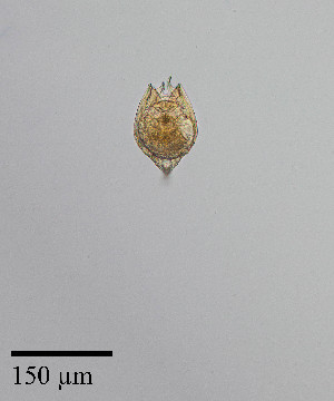  ( - PanCan-0179)  @11 [ ] by-nc-sa (2025) Smithsonian Tropical Research Institute Smithsonian Tropical Research Institute
