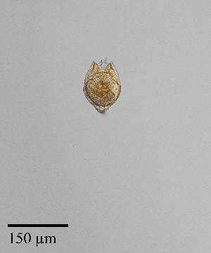  ( - PanCan-0179)  @11 [ ] by-nc-sa (2025) Smithsonian Tropical Research Institute Smithsonian Tropical Research Institute