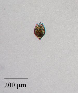  ( - PanCan-0179)  @11 [ ] by-nc-sa (2025) Smithsonian Tropical Research Institute Smithsonian Tropical Research Institute