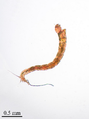  (Cladopelma forcipis - PanCan-0280)  @11 [ ] by-nc-sa (2025) Smithsonian Tropical Research Institute Smithsonian Tropical Research Institute