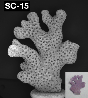  ( - SC-15)  @11 [ ] No Rights Reserved (2010) Coastal Marine Biolabs Coastal Marine Biolabs