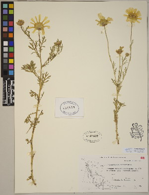  (Chrysanthemum coronarium - CCDB-23364-A03)  @11 [ ] CreativeCommons - Attribution (2014) Linda Jennings University of British Columbia