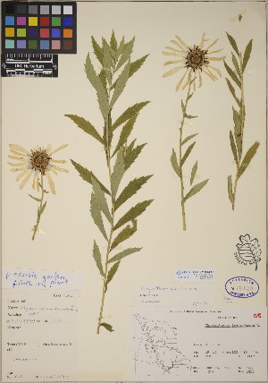  (Chrysanthemum serotinum - CCDB-23364-E06)  @11 [ ] CreativeCommons - Attribution (2014) Linda Jennings University of British Columbia