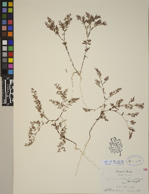  (Paronychia fastigiata - CCDB-23367-A08)  @11 [ ] CreativeCommons - Attribution (2014) Linda Jennings University of British Columbia