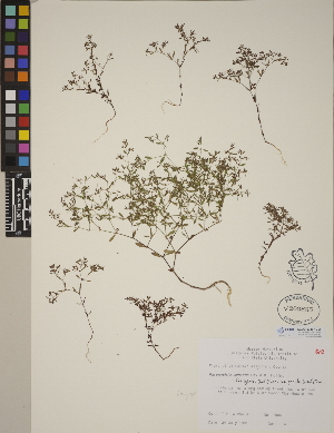  (Paronychia montana - CCDB-23367-C08)  @11 [ ] CreativeCommons - Attribution (2014) Linda Jennings University of British Columbia