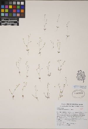  (Hornungia procumbens - CCDB-23367-G03)  @11 [ ] CreativeCommons - Attribution (2014) Linda Jennings University of British Columbia
