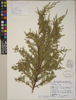  (Juniperus maritima - CCDB-23388-B08)  @11 [ ] CreativeCommons - Attribution (2014) Linda Jennings University of British Columbia
