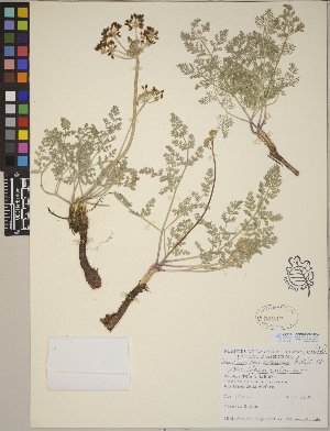  (Lomatium foeniculaceum var. foeniculaceum - CCDB-23388-C04)  @11 [ ] CreativeCommons - Attribution (2014) Linda Jennings University of British Columbia