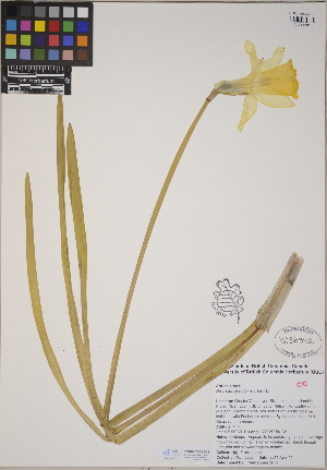  (Narcissus pseudonarcissus - CCDB-23388-D02)  @11 [ ] CreativeCommons - Attribution (2014) Linda Jennings University of British Columbia