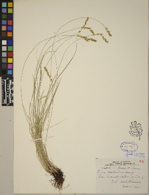  (Carex hookeriana - CCDB-23388-D09)  @11 [ ] CreativeCommons - Attribution (2014) Linda Jennings University of British Columbia
