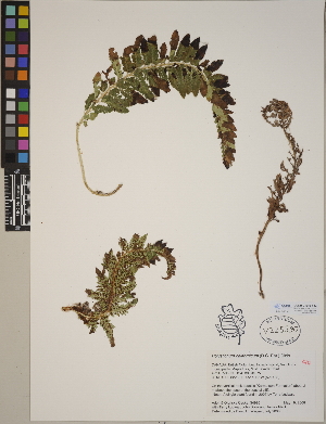 (Polystichum californicum - CCDB-23388-F12)  @11 [ ] CreativeCommons - Attribution (2014) Linda Jennings University of British Columbia