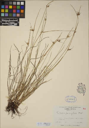  (Scleria pauciflora - CCDB-23388-G11)  @11 [ ] CreativeCommons - Attribution (2014) Linda Jennings University of British Columbia