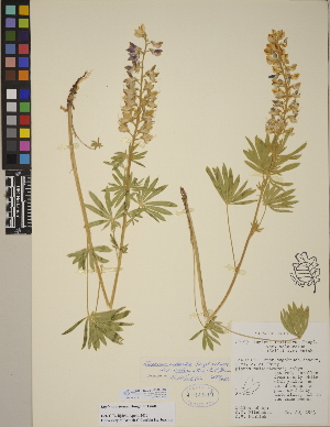  (Lupinus arbustus - CCDB-23390-C05)  @11 [ ] CreativeCommons - Attribution (2014) Linda Jennings University of British Columbia