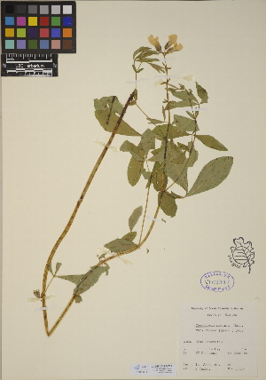  (Thermopsis montana - CCDB-23390-C07)  @11 [ ] CreativeCommons - Attribution (2014) Linda Jennings University of British Columbia