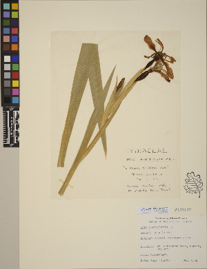  (Iris foetidissima - CCDB-23390-C10)  @11 [ ] CreativeCommons - Attribution (2014) Linda Jennings University of British Columbia