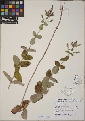  (Mentha rotundifolia - CCDB-23390-D12)  @11 [ ] CreativeCommons - Attribution (2014) Linda Jennings University of British Columbia