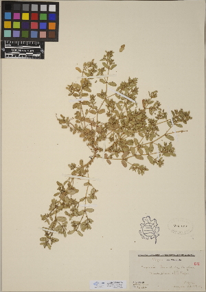  (Euphorbia humistrata - CCDB-23390-F04)  @11 [ ] CreativeCommons - Attribution (2014) Linda Jennings University of British Columbia