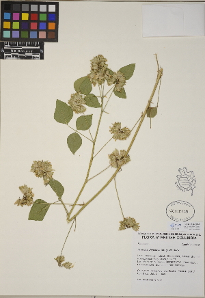  (Psoralea physodes - CCDB-23390-F07)  @11 [ ] CreativeCommons - Attribution (2014) Linda Jennings University of British Columbia