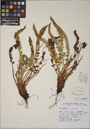  (Polystichum kruckebergii - CCDB-23390-H01)  @11 [ ] CreativeCommons - Attribution (2014) Linda Jennings University of British Columbia
