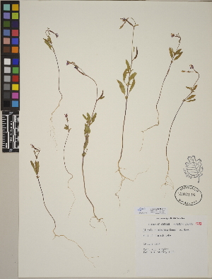  (Clarkia rhomboidea - CCDB-24905-A11)  @11 [ ] CreativeCommons - Attribution (2014) Linda Jennings University of British Columbia