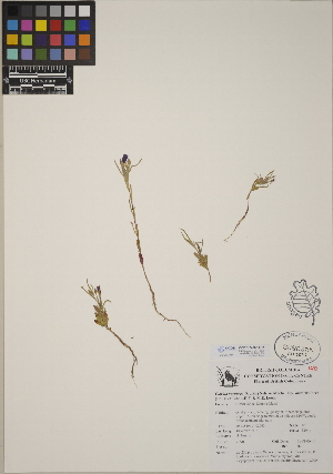  (Clarkia purpurea subsp. quadrivulnera - CCDB-24905-C11)  @11 [ ] CreativeCommons - Attribution (2014) Linda Jennings University of British Columbia