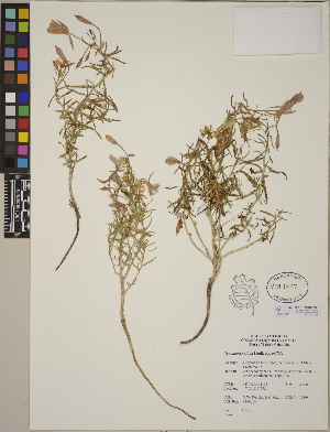  (Oenothera pallida subsp. pallida - CCDB-24910-A03)  @11 [ ] CreativeCommons - Attribution (2014) Linda Jennings University of British Columbia