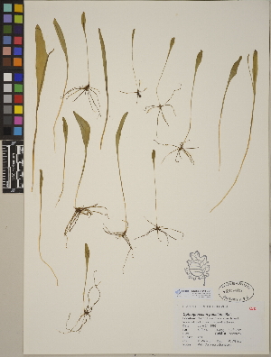  (Ophioglossum pusillum - CCDB-24910-B04)  @11 [ ] CreativeCommons - Attribution (2014) Linda Jennings University of British Columbia