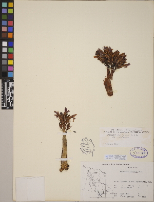  (Orobanche californica subsp. californica - CCDB-24910-C08)  @11 [ ] CreativeCommons - Attribution (2014) Linda Jennings University of British Columbia