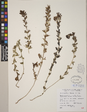  (Bellardia viscosa - CCDB-24910-C09)  @11 [ ] CreativeCommons - Attribution (2014) Linda Jennings University of British Columbia