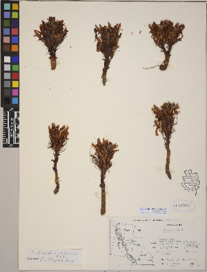  (Aphyllon californicum - CCDB-24910-D08)  @11 [ ] CreativeCommons - Attribution (2014) Linda Jennings University of British Columbia