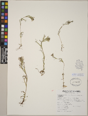  (Triphysaria versicolor - CCDB-24910-E10)  @11 [ ] CreativeCommons - Attribution (2014) Linda Jennings University of British Columbia