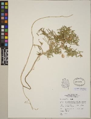  (Oenothera pallida - CCDB-24910-H04)  @11 [ ] CreativeCommons - Attribution (2014) Linda Jennings University of British Columbia