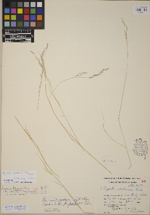  (Agrostis idahoensis - CCDB-24911-A04)  @11 [ ] CreativeCommons - Attribution (2014) Linda Jennings University of British Columbia