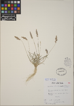  (Polypogon viridis - CCDB-24911-A10)  @11 [ ] CreativeCommons - Attribution (2014) Linda Jennings University of British Columbia