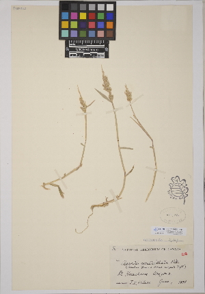  (Agrostis verticillata - CCDB-24911-H11)  @11 [ ] CreativeCommons - Attribution (2014) Linda Jennings University of British Columbia