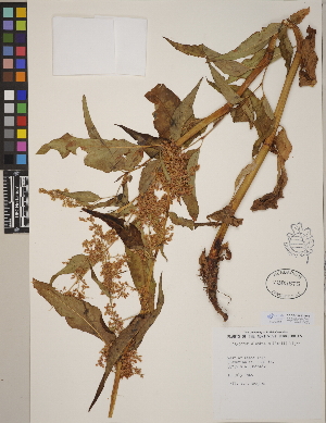  (Aconogonon alaskanum var. alaskanum - CCDB-24912-B02)  @11 [ ] CreativeCommons - Attribution (2014) Linda Jennings University of British Columbia