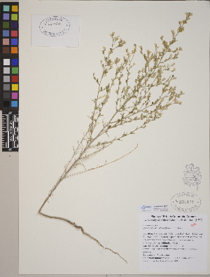  (Ipomopsis minutiflora - CCDB-24912-E01)  @11 [ ] CreativeCommons - Attribution (2014) Linda Jennings University of British Columbia