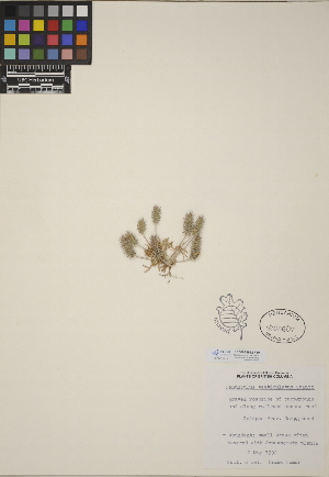  (Ceratocephala - CCDB-24912-F10)  @11 [ ] CreativeCommons - Attribution (2014) Linda Jennings University of British Columbia
