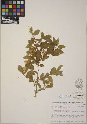  (Spiraea chamaedryfolia - CCDB-24913-A07)  @11 [ ] CreativeCommons - Attribution (2014) Linda Jennings University of British Columbia